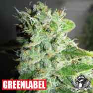 Green Label Seeds Frosty Kush